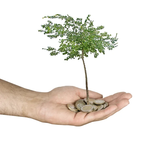 Palms med ett träd growng från högen av mynt — Stockfoto