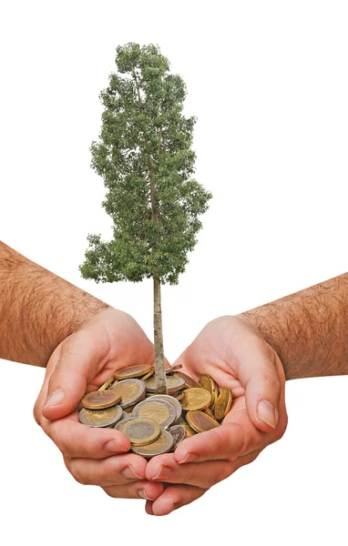 Dłonie z growng drzewo ze stosu monet — Zdjęcie stockowe