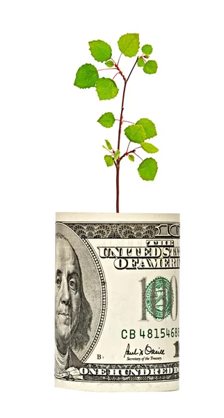 El arbolito crece a partir del dólar — Foto de Stock