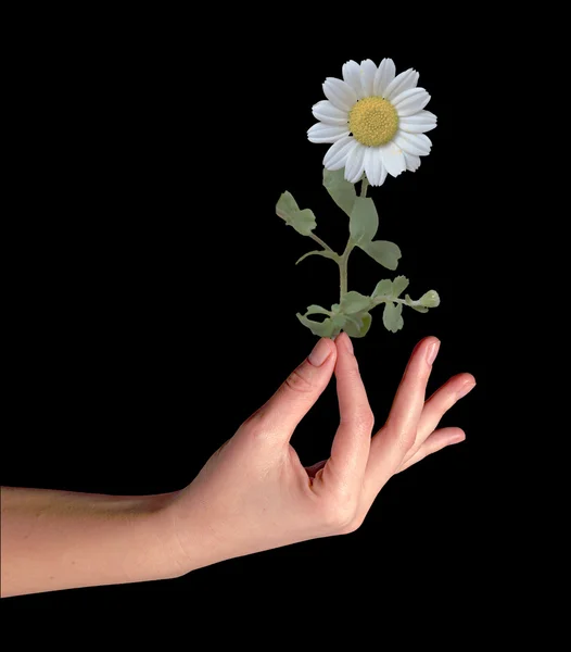 Mayweed in hand — Stock Photo, Image