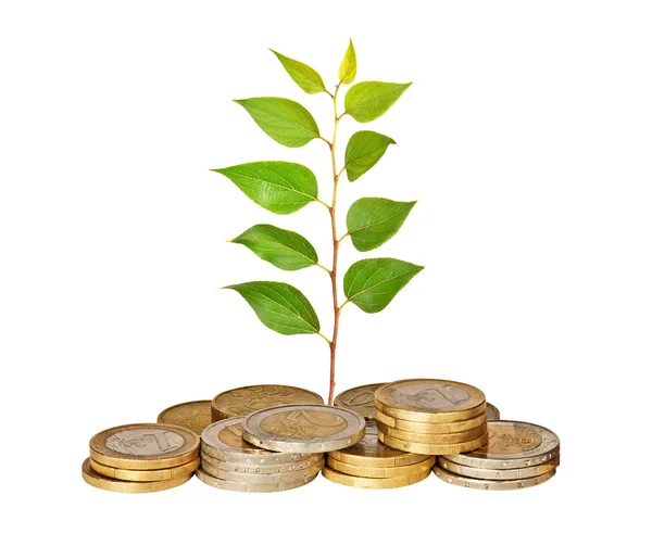 Seedling growing from coins — Stock Photo, Image