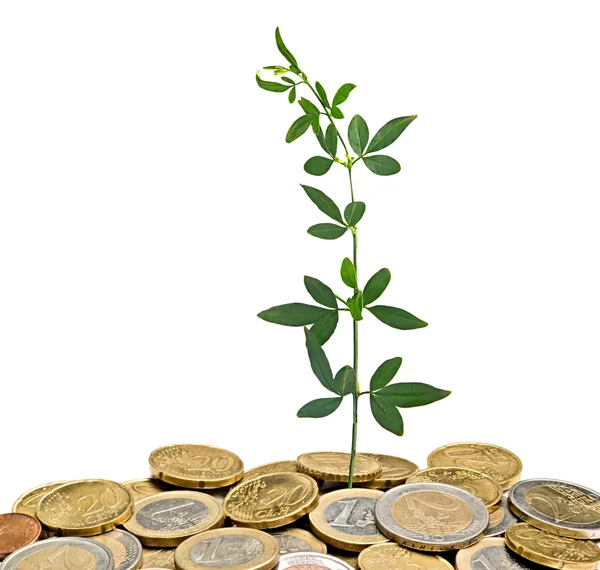 Seedling growing from coins — Stock Photo, Image