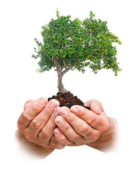 Orange tree in hands — Stock Photo, Image