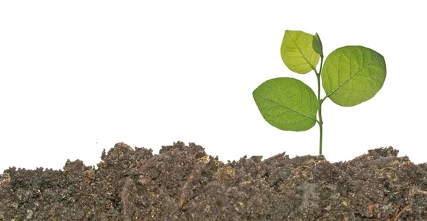 Plantgoed groeien uit de bodem — Stockfoto