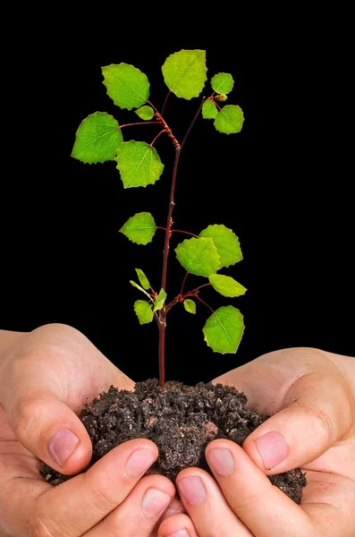 Planta i händer — Stockfoto