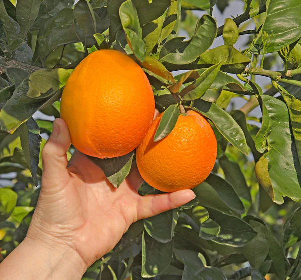 Woman holding ripe oranges — Stock Photo, Image