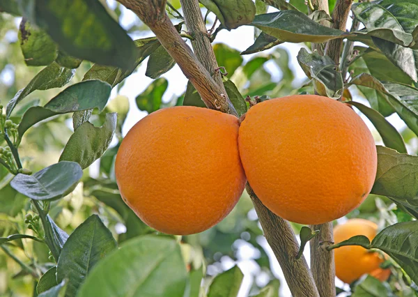 Dos naranjas en rama — Foto de Stock