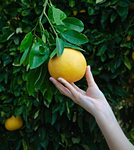Kvinna anläggning mogen grapefrukt — Stockfoto