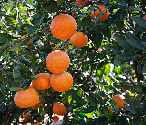 Mandarini su ramo — Foto Stock