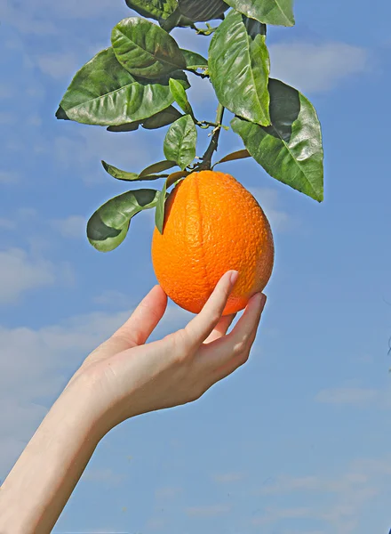 Woman holding ripe orange — Stock Photo, Image