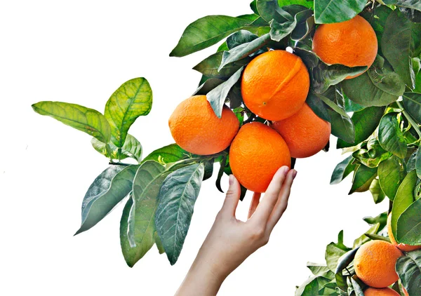 Vrouw bedrijf rijpe sinaasappelen — Stockfoto