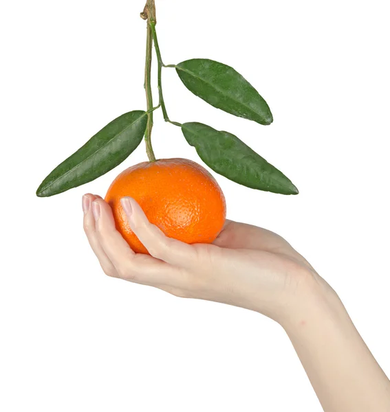Vrouw bedrijf rijpe tangerine — Stockfoto