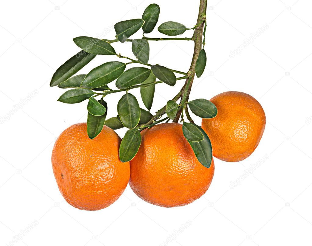 Tangerines on branch