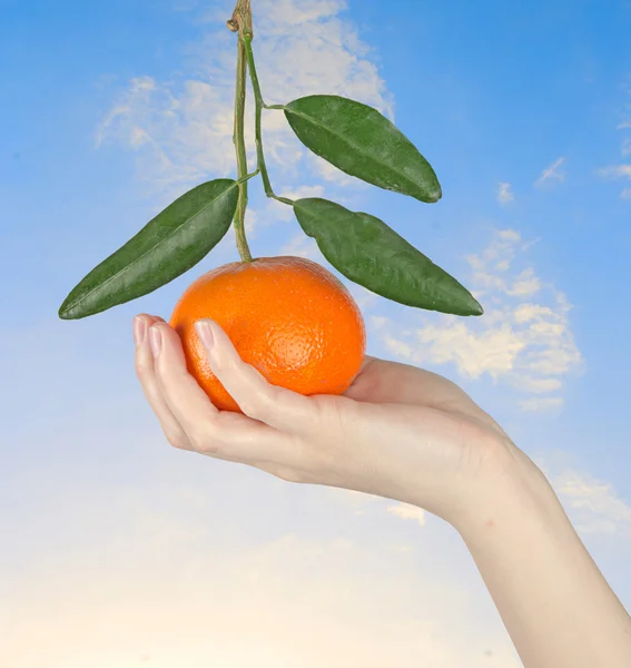 Mulher segurando tangerina — Fotografia de Stock