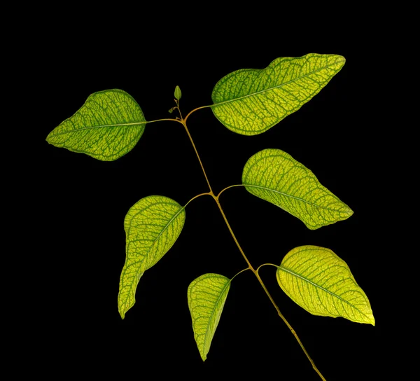 stock image Eucalyptus branch