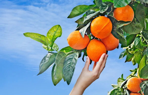 Mulher segurando laranja madura — Fotografia de Stock