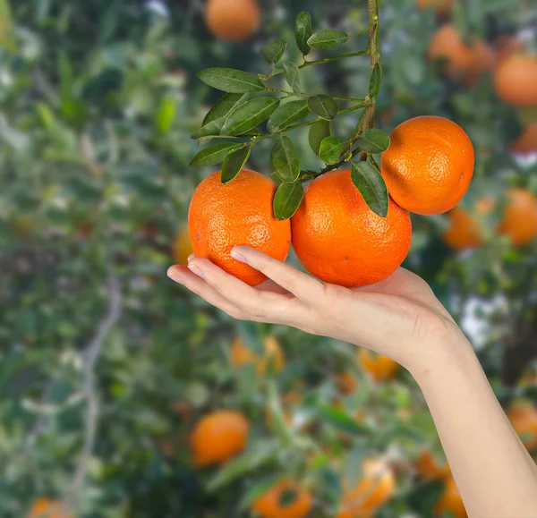 Kobieta gospodarstwa dojrzałe mandarynka — Zdjęcie stockowe
