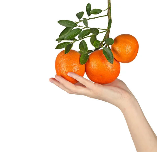 Frau hält reife Mandarinen in der Hand — Stockfoto