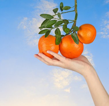 Tangerines in hand clipart