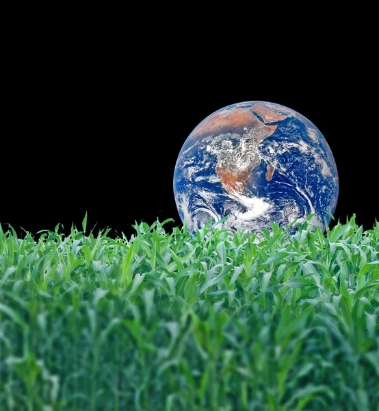 Planeta sobre hierba — Foto de Stock