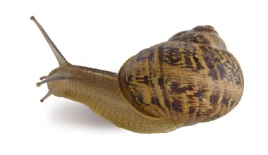 Clsoe up of Burgundy (Roman) snail isolated on white background clipart