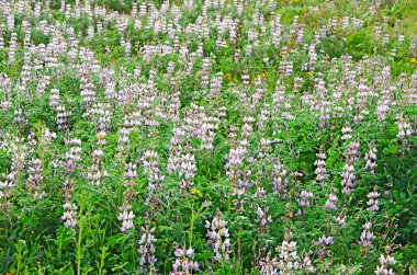 Flowering field clipart