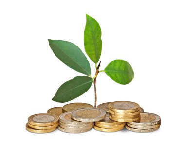 Sapling growing from coins clipart