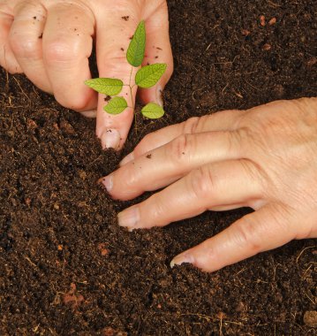 Woman planting eucalyptus sapling clipart