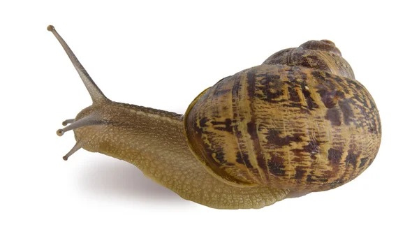 Clsoe 上的白色背景上孤立的勃艮第 (罗马) 蜗牛 — 图库照片