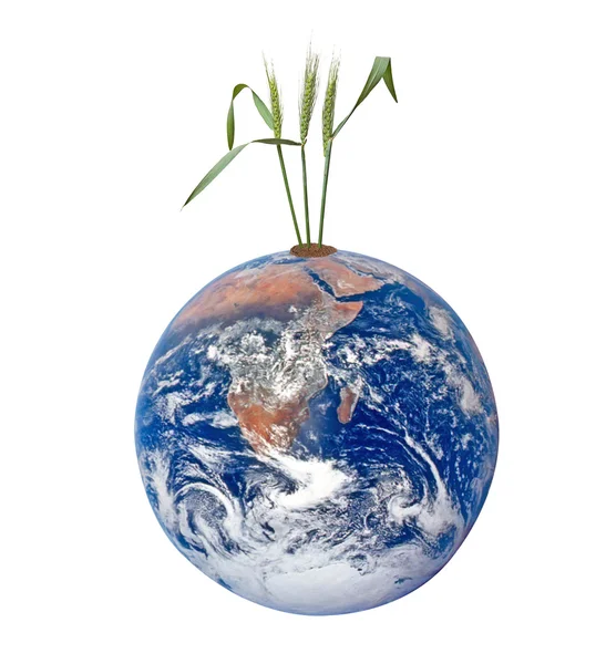 Weat and earth — Stock Photo, Image