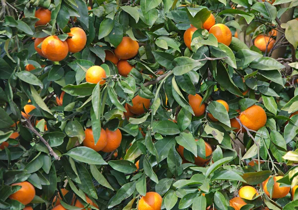 橘子的树枝上 — 图库照片