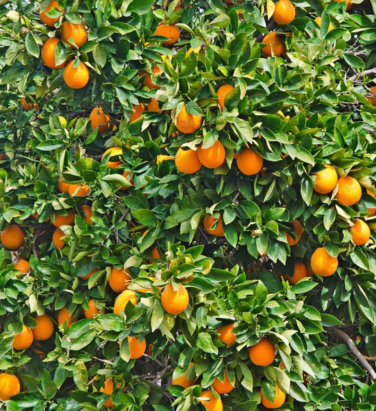 树上的橘子 — 图库照片