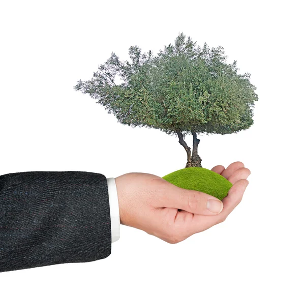 Árbol en mano — Foto de Stock