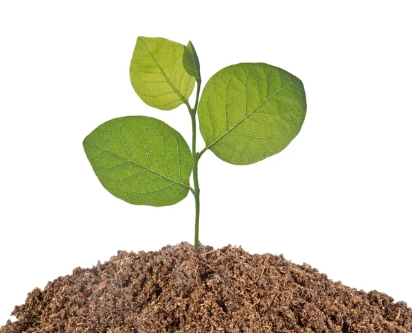 Sapling growing from soil — Stock Photo, Image