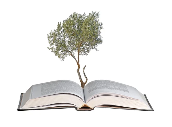 Träd växer från öppen bok — Stockfoto
