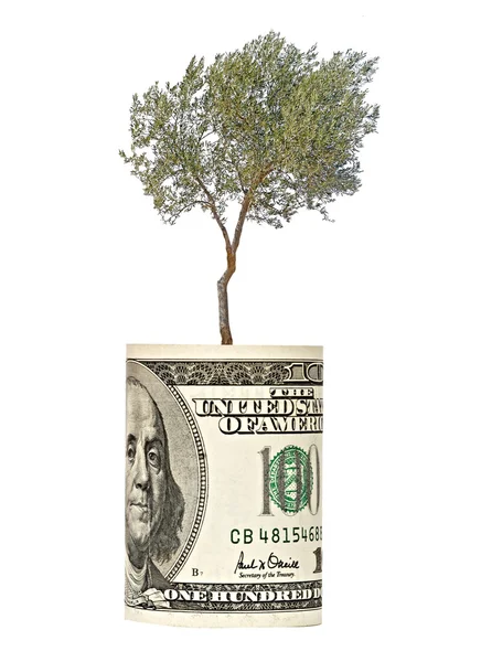 Olive tree growing from dollar bill — Stock Photo, Image