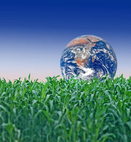 Planeta sobre hierba — Foto de Stock