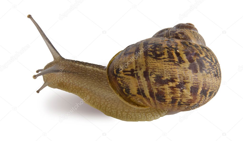Clsoe up of Burgundy (Roman) snail isolated on white background