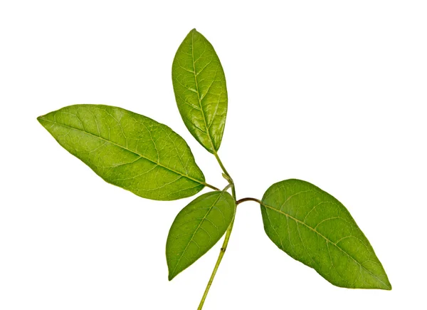 Close up of branch — Stock Photo, Image
