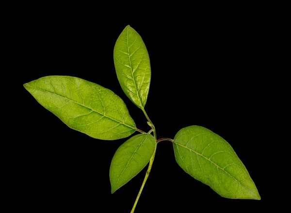 Close up van tak — Stockfoto