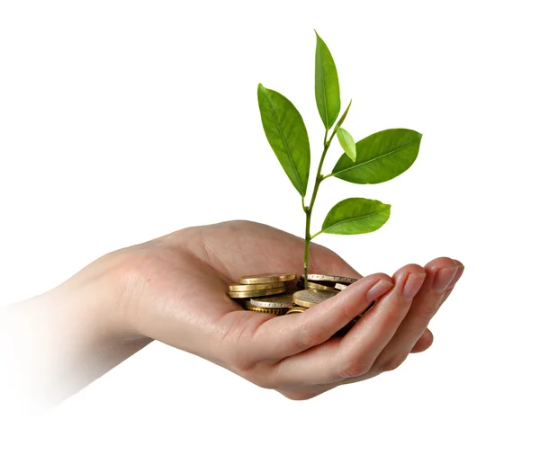 Sapling growing from pile of coins — Stock Photo, Image