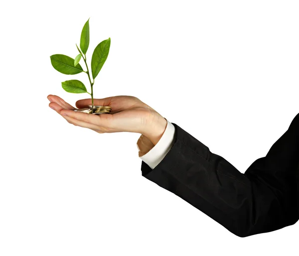 stock image Sapling growing from pile of coins