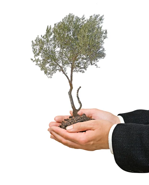 Olivovník v ruce jako dárek — Stock fotografie