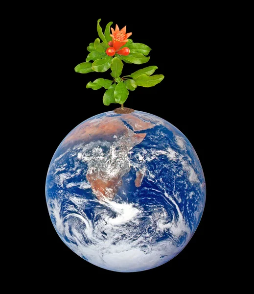Planet earth as symbol of nature conservation.Elements of this i — Stock Photo, Image