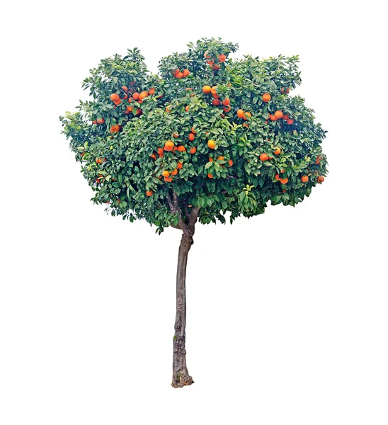 Citrusového stromu — Stock fotografie