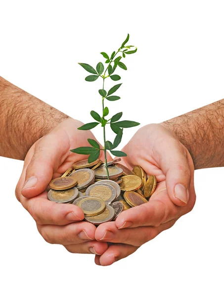 Palms with a plant growng from pile of coins — Stock Photo, Image