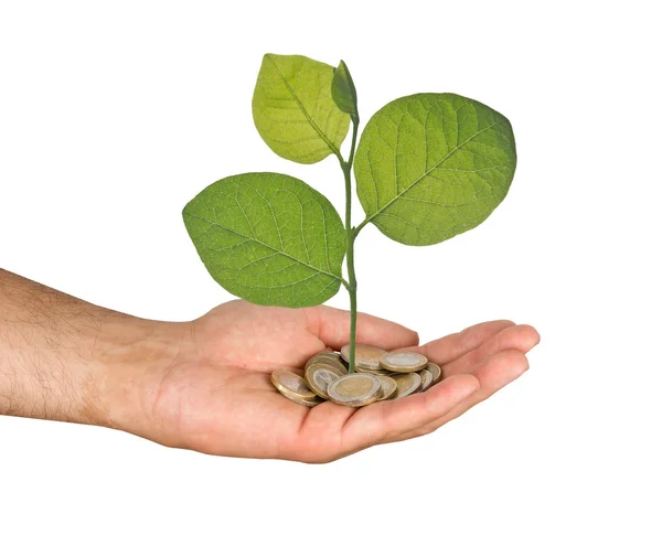 Palm with a sapling growng from pile of coins — Stock Photo, Image