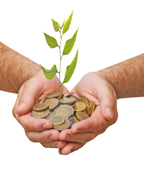 stock image Palms with a tree growng from pile of coins