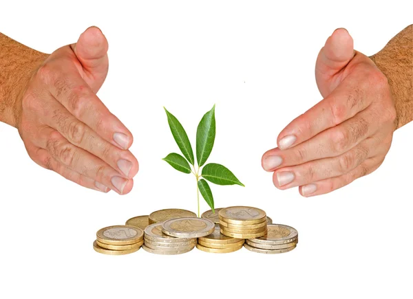 Hands protecting tree growing from pile of coins — Stock Photo, Image
