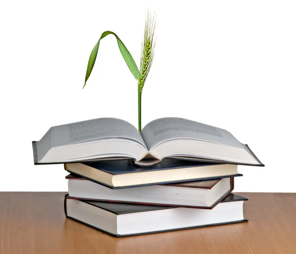 Wheat growing from book — Stock Photo, Image